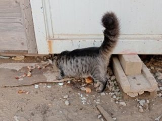 Bigcock_turk live webcam thumbnail