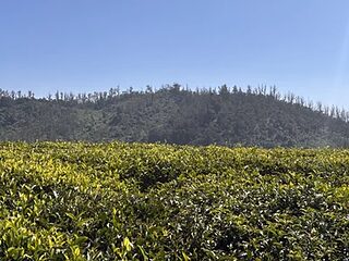 bigsize7inch live webcam thumbnail