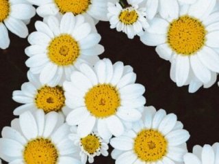 boys_sobolisha live webcam thumbnail