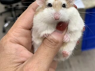 cactao17 live webcam thumbnail