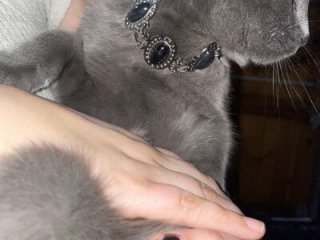 chaton_blanche live webcam thumbnail