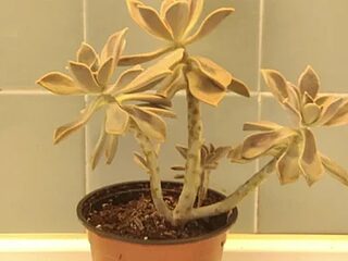 DutchiesDuo live webcam thumbnail