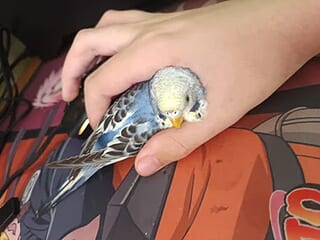 farok03857 live webcam thumbnail