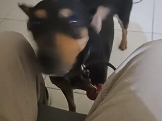 Felds1 live webcam thumbnail