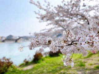 hitozuma_mao_m live webcam thumbnail