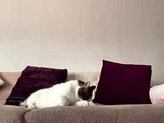 hotbottom98 live webcam thumbnail