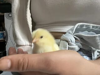 Iramonaqq live webcam thumbnail