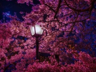 LiaChoi live webcam thumbnail