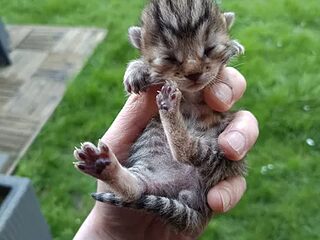 Loulou06123 live webcam thumbnail