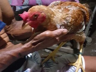 luna_veille live webcam thumbnail