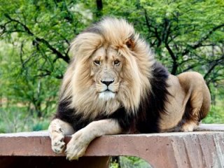 oildickturk live webcam thumbnail