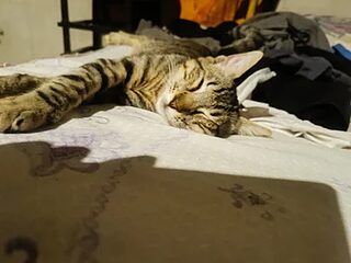 Pandita1629 live webcam thumbnail