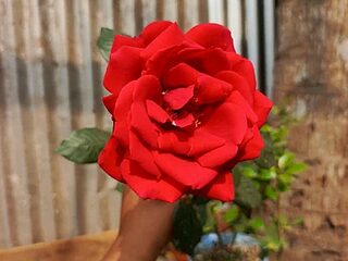 Papte- live webcam thumbnail