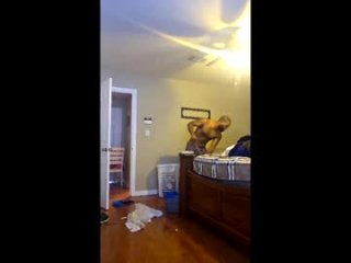 pappawulf8 live webcam thumbnail