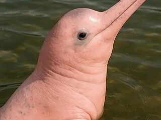 penis_rosa live webcam thumbnail