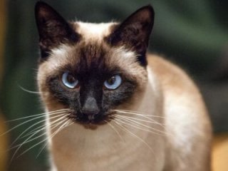 pollet_brown live webcam thumbnail