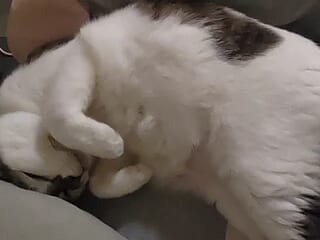 Ryanwen live webcam thumbnail