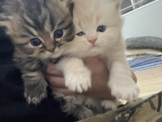 ryokunkun0519 live webcam thumbnail