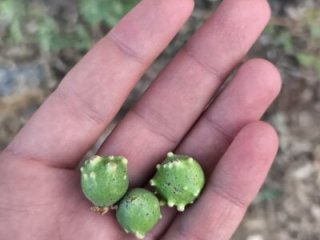 Sert_erkek21_ysm live webcam thumbnail