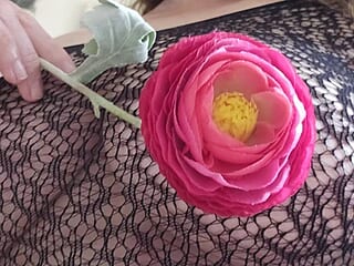 ShelbyJae live webcam thumbnail