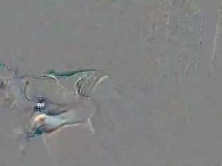 sluttyemo_chicks live webcam thumbnail