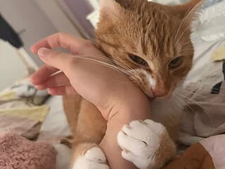 SophieCline live webcam thumbnail