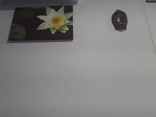 stickricc live webcam thumbnail