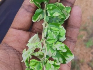 Tamilgud23 live webcam thumbnail