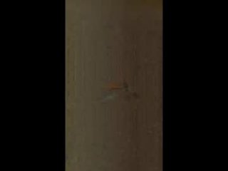 thothxox live webcam thumbnail