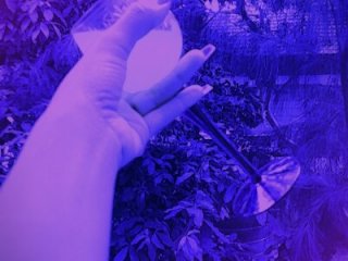 Yoyo-__ live webcam thumbnail