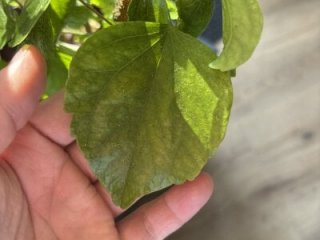 zakliu live webcam thumbnail